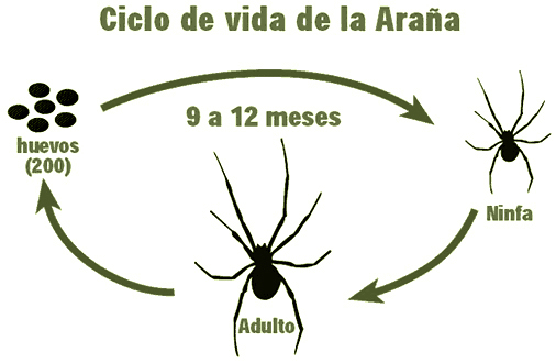 Arañas