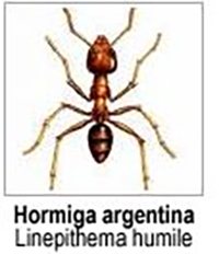 Hormigas