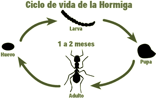 Hormigas