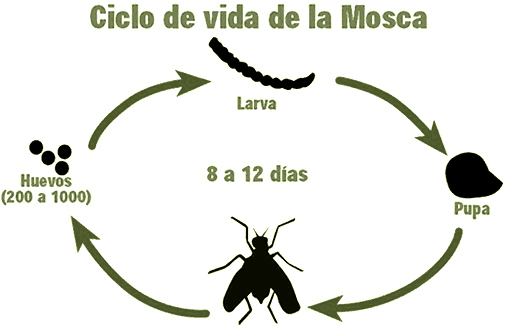 Moscas