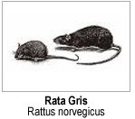 Ratones