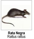 Ratones