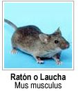 Ratones