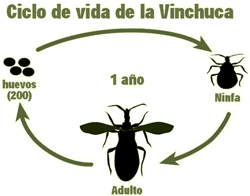 Vinchucas