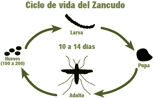 Zancudos